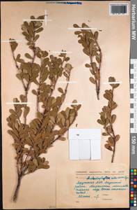 Arctostaphylos uva-ursi (L.) Spreng., Siberia, Yakutia (S5) (Russia)