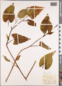 Houttuynia cordata Thunb., Botanic gardens and arboreta (GARD) (Georgia)