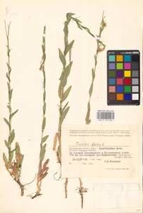Turritis glabra L., Eastern Europe, Lower Volga region (E9) (Russia)