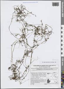 Ranunculus, Siberia, Altai & Sayany Mountains (S2) (Russia)