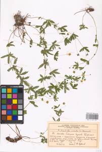 Potentilla erecta (L.) Raeusch., Eastern Europe, Moscow region (E4a) (Russia)