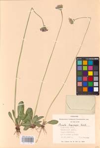Primula longiscapa Ledeb., Siberia, Altai & Sayany Mountains (S2) (Russia)