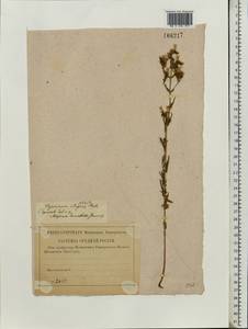 Hypericum elegans Steph. ex Willd., Eastern Europe, Lower Volga region (E9) (Russia)