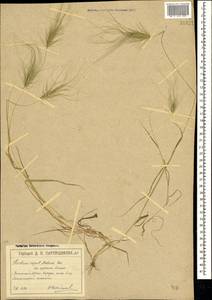 Taeniatherum caput-medusae (L.) Nevski, Crimea (KRYM) (Russia)