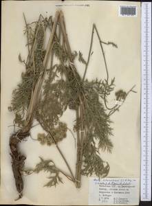 Libanotis schrenkiana C. A. Mey. ex Schischk., Middle Asia, Dzungarian Alatau & Tarbagatai (M5) (Kazakhstan)