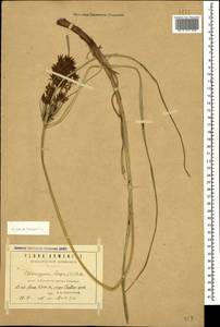 Cyperus longus L., Caucasus, Armenia (K5) (Armenia)