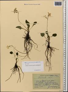 Primula amoena subsp. meyeri (Rupr.) Valentine & Lamond, Caucasus, North Ossetia, Ingushetia & Chechnya (K1c) (Russia)