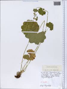Alchemilla nemoralis Alechin, Eastern Europe, Lower Volga region (E9) (Russia)