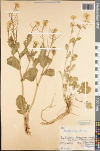 Barbarea vulgaris (L.) W.T.Aiton, Eastern Europe, Northern region (E1) (Russia)