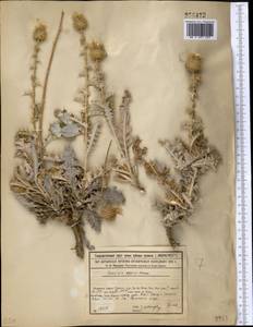 Cousinia affinis Schrenk, Middle Asia, Syr-Darian deserts & Kyzylkum (M7) (Kazakhstan)