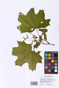 Acer platanoides L., Eastern Europe, Lower Volga region (E9) (Russia)