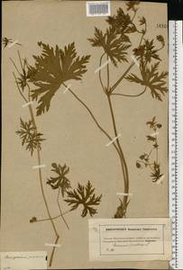 Geranium pratense L., Eastern Europe, Moscow region (E4a) (Russia)