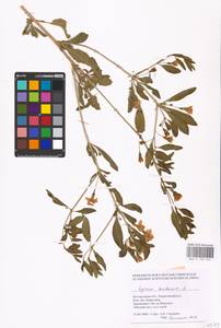 MHA 0 158 544, Lycium barbarum L., Eastern Europe, Central forest-and-steppe region (E6) (Russia)
