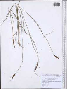 Blysmus compressus (L.) Panz. ex Link, Eastern Europe, Central region (E4) (Russia)