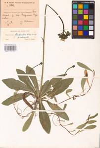 Pilosella floribunda (Wimm. & Grab.) Fr., Eastern Europe, North-Western region (E2) (Russia)