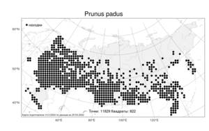 Prunus padus L., Atlas of the Russian Flora (FLORUS) (Russia)