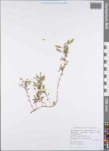 Amaranthus graecizans L., Eastern Europe, Central forest-and-steppe region (E6) (Russia)