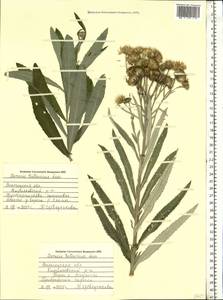 Jacobaea paludosa subsp. lanata (Holub) B. Nord., Eastern Europe, Northern region (E1) (Russia)