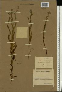 Myosotis arvensis (L.) Hill, Eastern Europe, Rostov Oblast (E12a) (Russia)