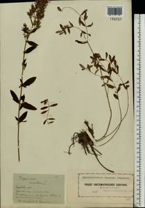 Hypericum hirsutum L., Eastern Europe, Moscow region (E4a) (Russia)