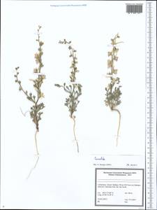 Delphinium, Middle Asia, Syr-Darian deserts & Kyzylkum (M7) (Uzbekistan)