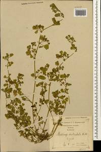 Medicago polymorpha L., Caucasus, Georgia (K4) (Georgia)