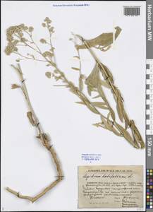 Lepidium latifolium L., Middle Asia, Caspian Ustyurt & Northern Aralia (M8) (Kazakhstan)