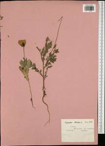 Papaver rhoeas L., Eastern Europe, Central region (E4) (Russia)