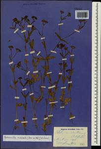 Valerianella eriocarpa Desv., Crimea (KRYM) (Russia)