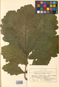 Quercus dentata Thunb., Siberia, Russian Far East (S6) (Russia)