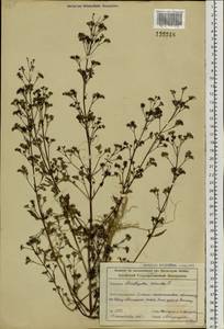 Amethystea caerulea L., Siberia, Altai & Sayany Mountains (S2) (Russia)
