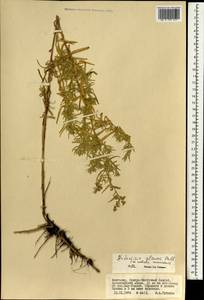 Artemisia glauca Pall. ex Willd., Mongolia (MONG) (Mongolia)