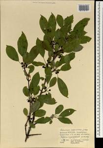 Rhamnus ussuriensis J.J. Vassil., Mongolia (MONG) (Mongolia)