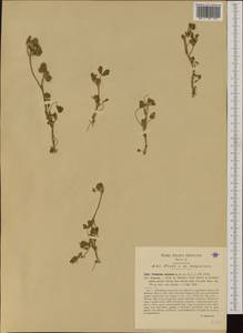 Trifolium striatum L., Western Europe (EUR) (Italy)