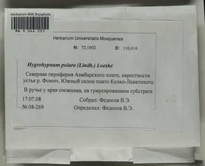 Hygrohypnella polaris (Lindb.) Ignatov & Ignatova, Bryophytes, Bryophytes - Krasnoyarsk Krai, Tyva & Khakassia (B17) (Russia)