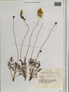 Oreomecon nudicaulis subsp. nudicaulis, Siberia, Baikal & Transbaikal region (S4) (Russia)