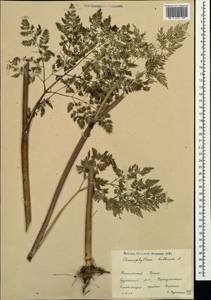 Chaerophyllum bulbosum L., Crimea (KRYM) (Russia)
