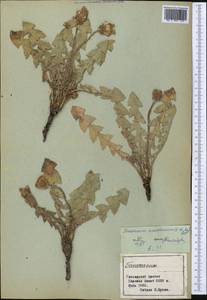 Taraxacum sonchoides (D. Don) Sch. Bip., Middle Asia, Pamir & Pamiro-Alai (M2) (Tajikistan)