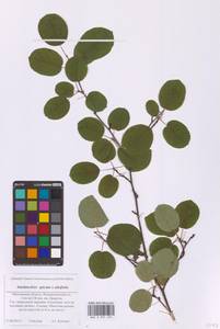 Amelanchier spicata × alnifolia, Eastern Europe, Moscow region (E4a) (Russia)