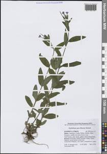 Epilobium parviflorum Schreb., Western Europe (EUR) (Spain)