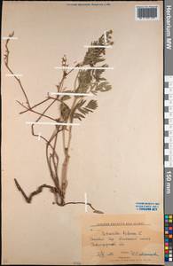 Sibbaldianthe bifurca (L.) Kurtto & T.Erikss., Middle Asia, Northern & Central Kazakhstan (M10) (Kazakhstan)