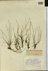 Equisetum variegatum Schleich. ex F.Weber & D.Mohr, Siberia, Yakutia (S5) (Russia)