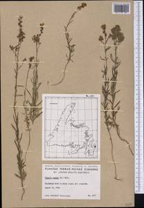 Linaria repens (L.) Mill., America (AMER) (Canada)