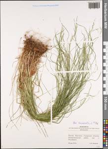 Poa nemoralis L., Eastern Europe, Middle Volga region (E8) (Russia)