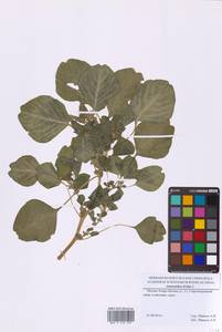 Amaranthus blitum L., Eastern Europe, Moscow region (E4a) (Russia)