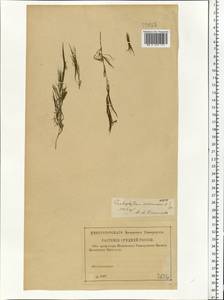 Ceratophyllum submersum L., Eastern Europe, North-Western region (E2) (Russia)