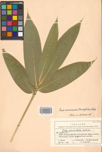 Sasa senanensis (Franch. & Sav.) Rehder, Siberia, Russian Far East (S6) (Russia)