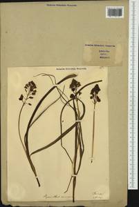 Bellevalia romana (L.) Sweet, Western Europe (EUR) (Italy)