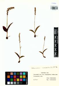 Herminium monorchis (L.) R.Br., Siberia, Baikal & Transbaikal region (S4) (Russia)