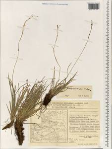 Carex pediformis var. pediformis, South Asia, South Asia (Asia outside ex-Soviet states and Mongolia) (ASIA) (China)
